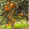 Kinnow oranges, a popular citrus fruit in Pakistan