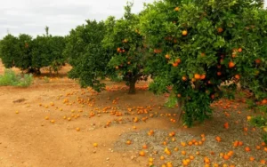 Best Oranges for Sale in Pakistan – Varieties & Prices