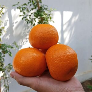 Export Quality Kinnow 80 Pieces