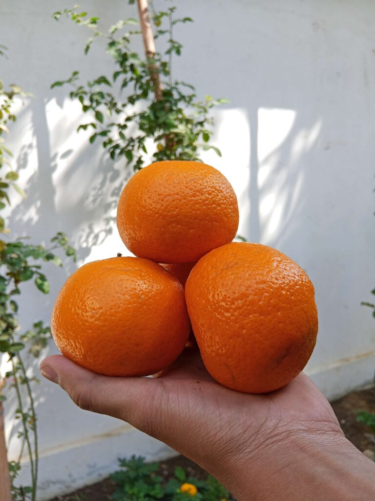 Export Quality Kinnow 80 Pieces