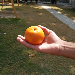 Export Quality Kinnow 60 Pieces