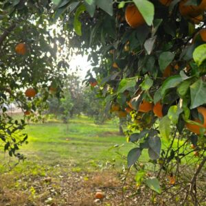 Orange Season in Pakistan: Best Time to Buy & Enjoy