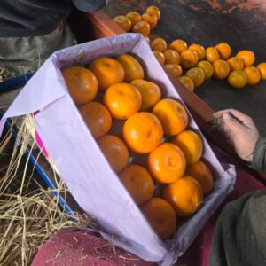 Export Quality Kinnow 100 Pieces