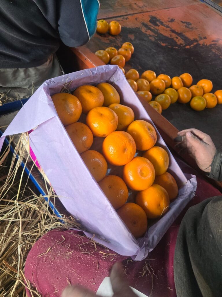 Export Quality Kinnow 100 Pieces